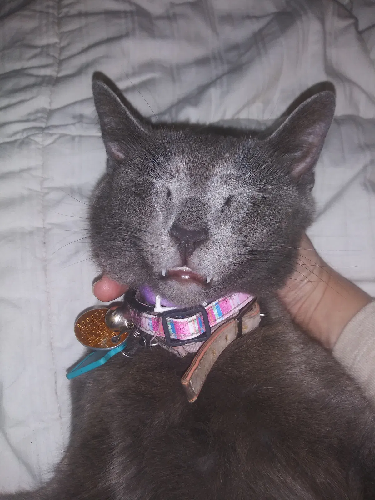 Lost cat in San Antonio, TX, 78212
