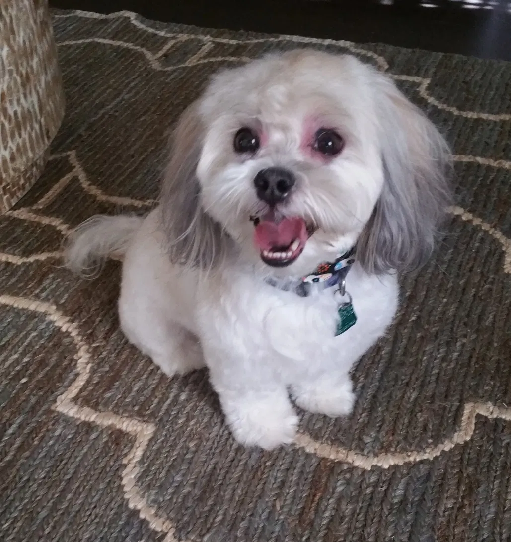 Lost dog in Memphis, TN, 38125