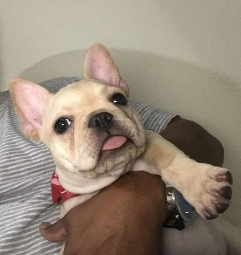 Lost dog in Kissimmee, FL, 34744
