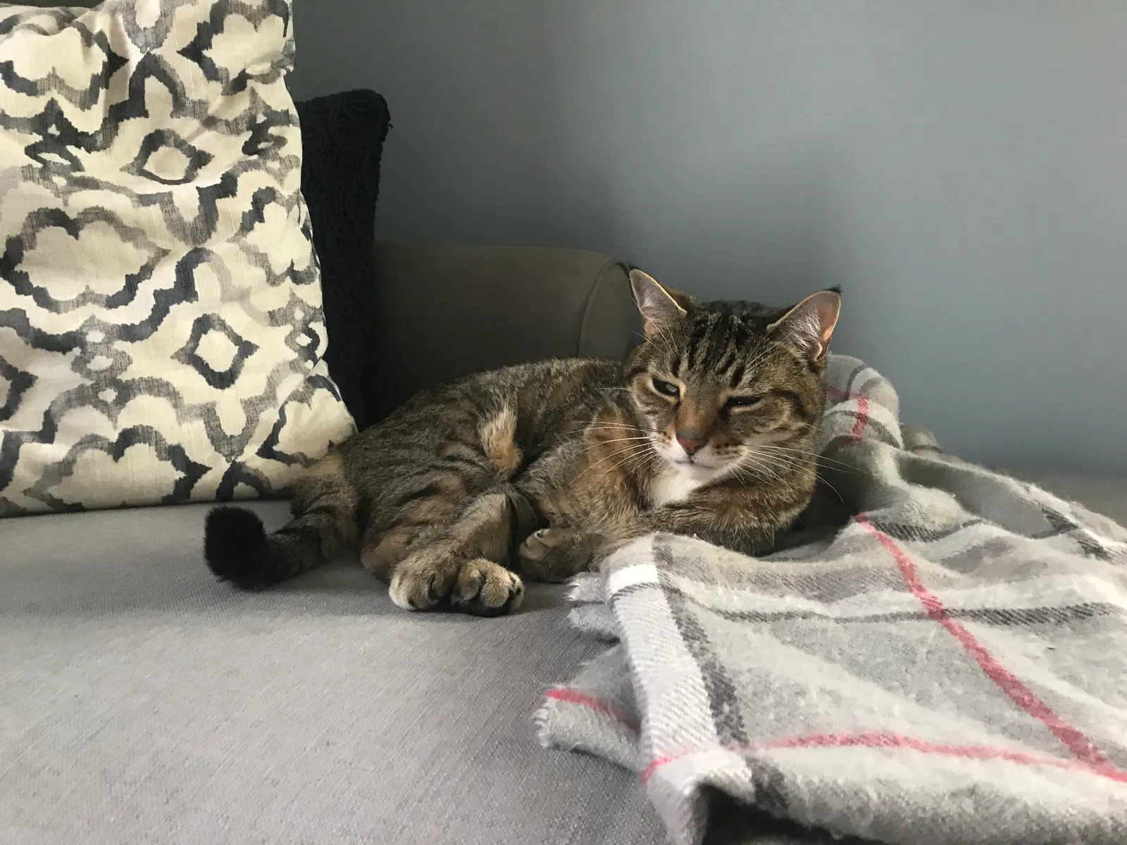 Lost cat in East Meadow, NY, 11554