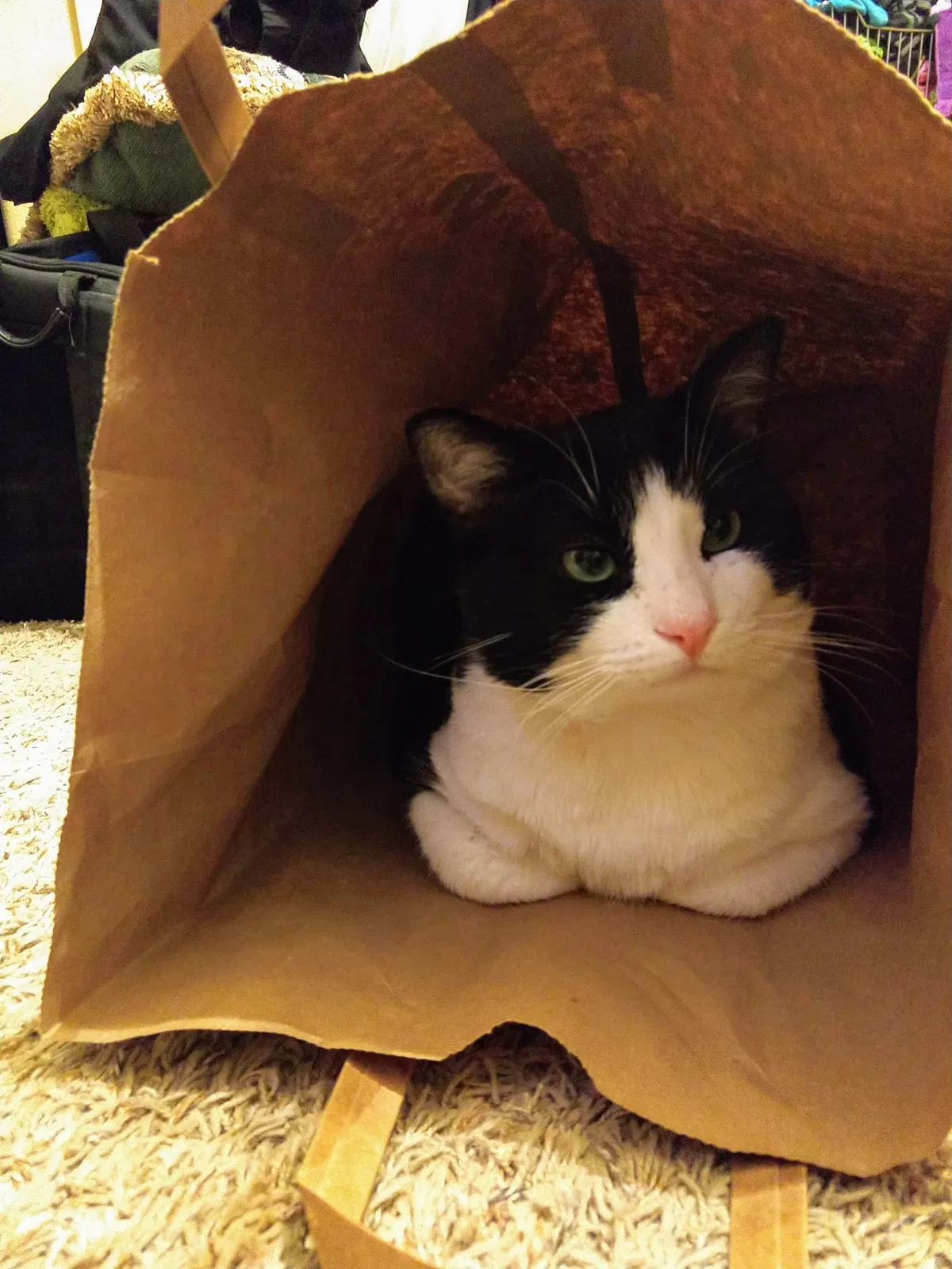 Lost cat in Vancouver, WA, 98682