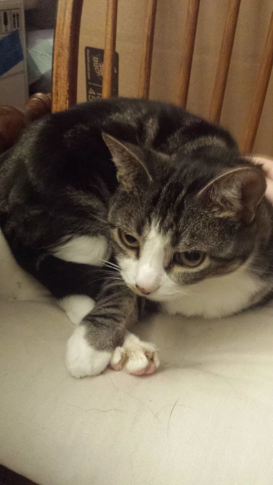 Lost cat in Acworth, GA, 30102