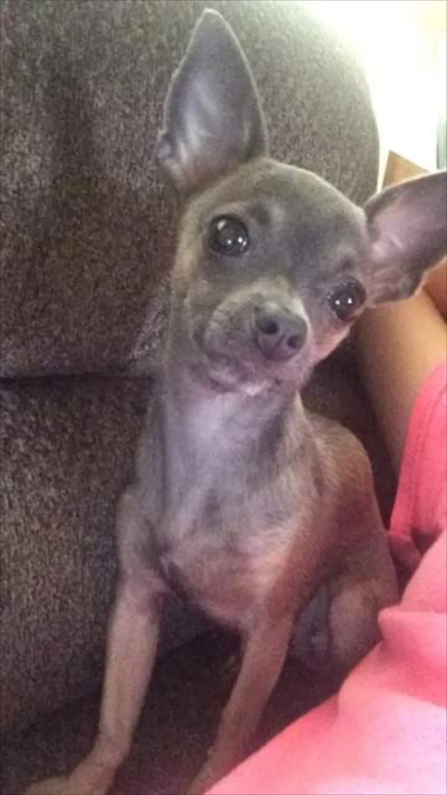 Lost dog in Mc Bee, SC, 29101