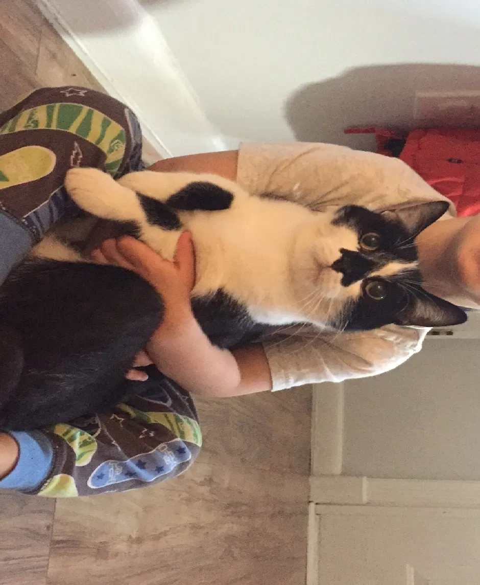 Lost cat in Norcross, GA, 30093