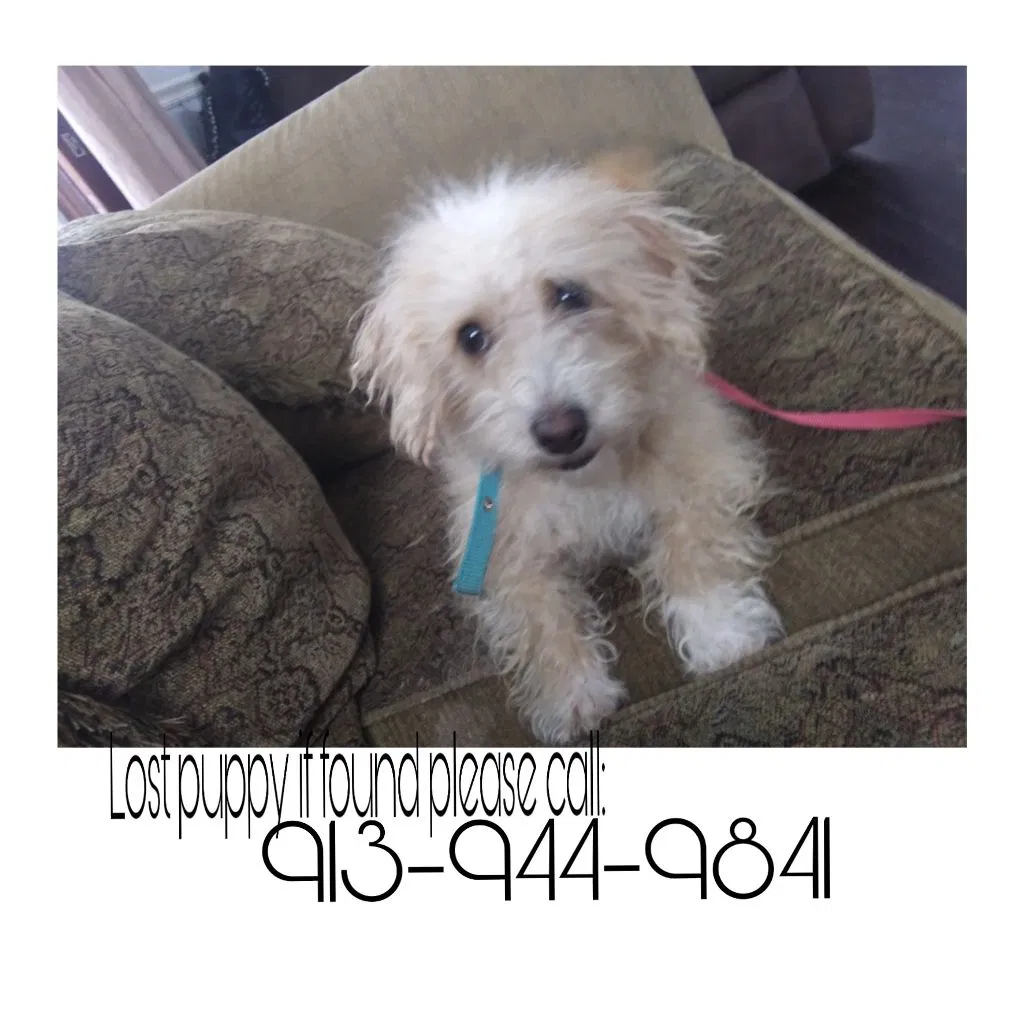 Lost dog in Kansas City, KS, 66101
