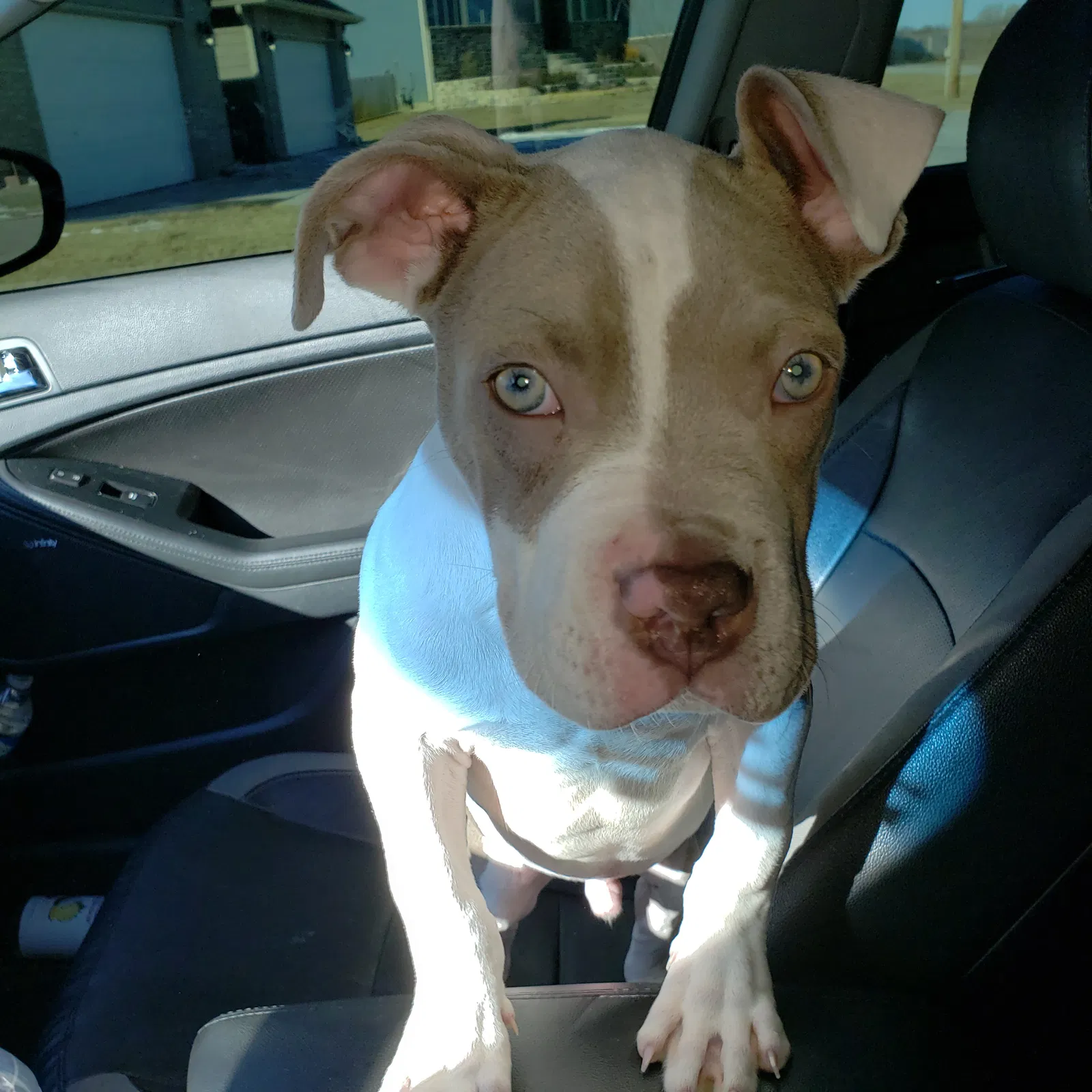 Lost dog in Wichita, KS, 67212