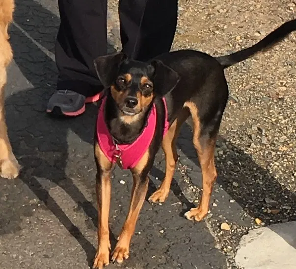 Lost dog in Roseville, CA, 95678