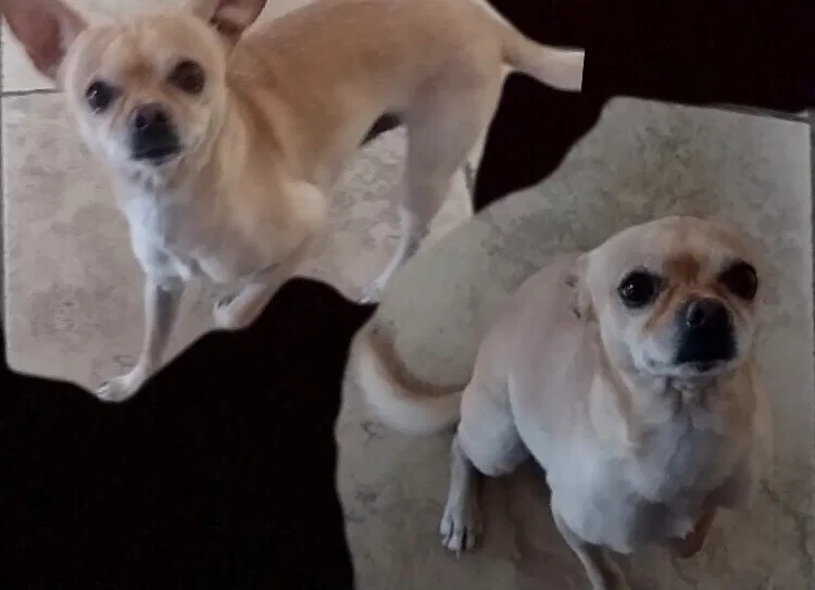 Lost dog in Albuquerque, NM, 87121