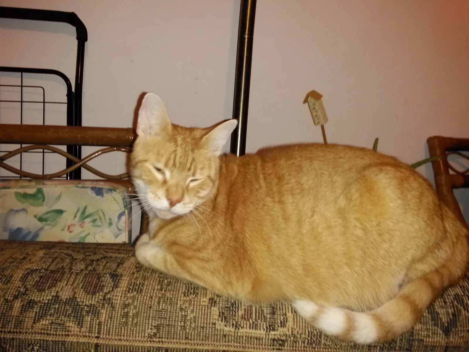 Lost cat in Saint Petersburg, FL, 33710