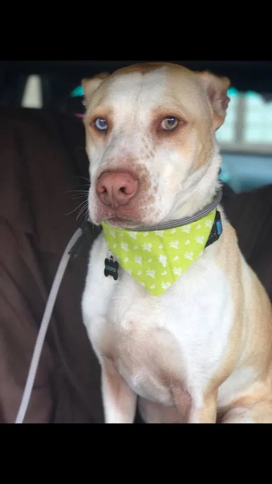 Lost dog in Fairmount, GA, 30139