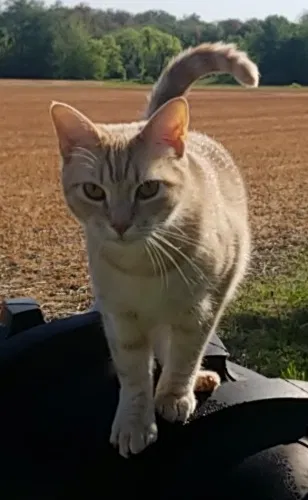 Lost cat in Vincentown, NJ, 8088