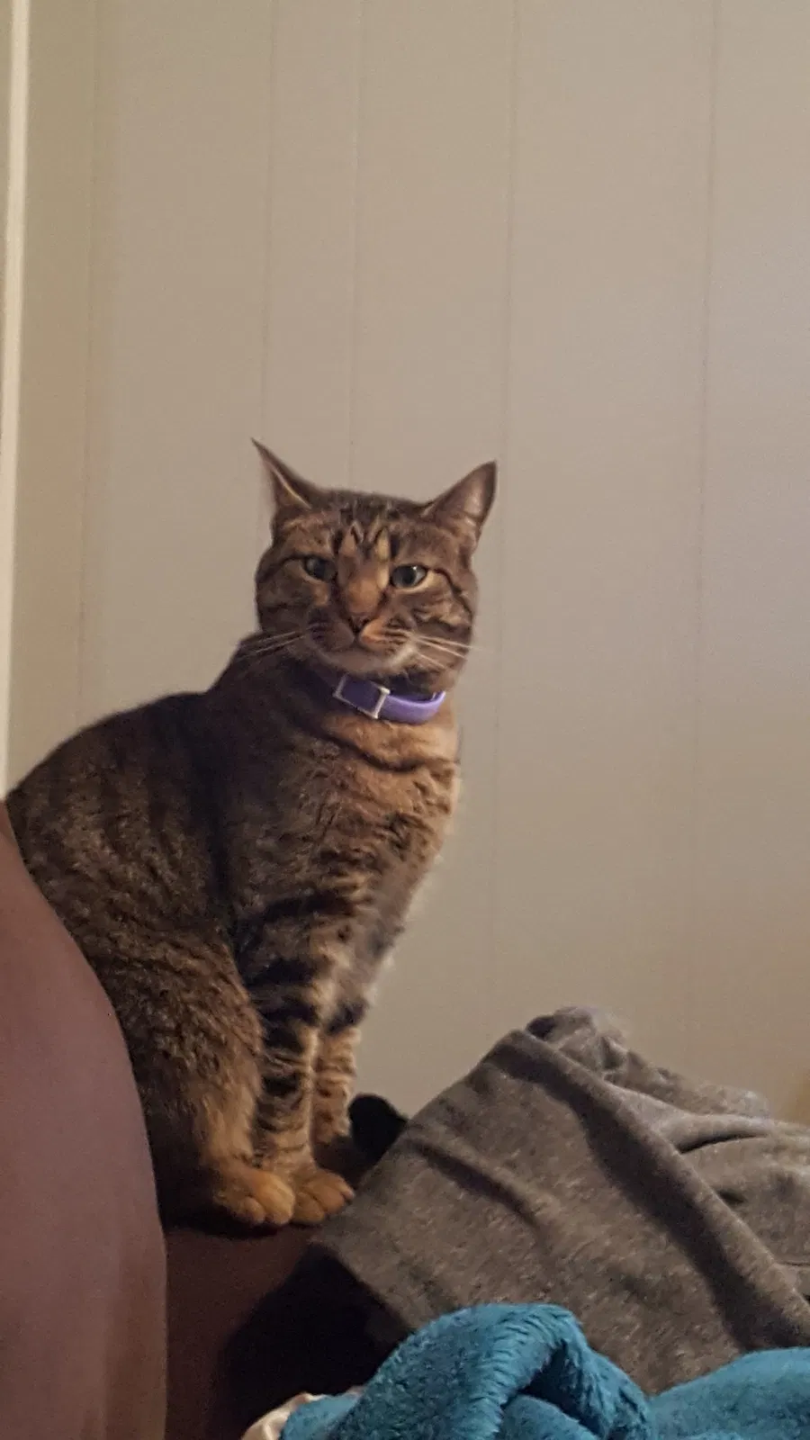 Lost cat in Knoxville, TN, 37909
