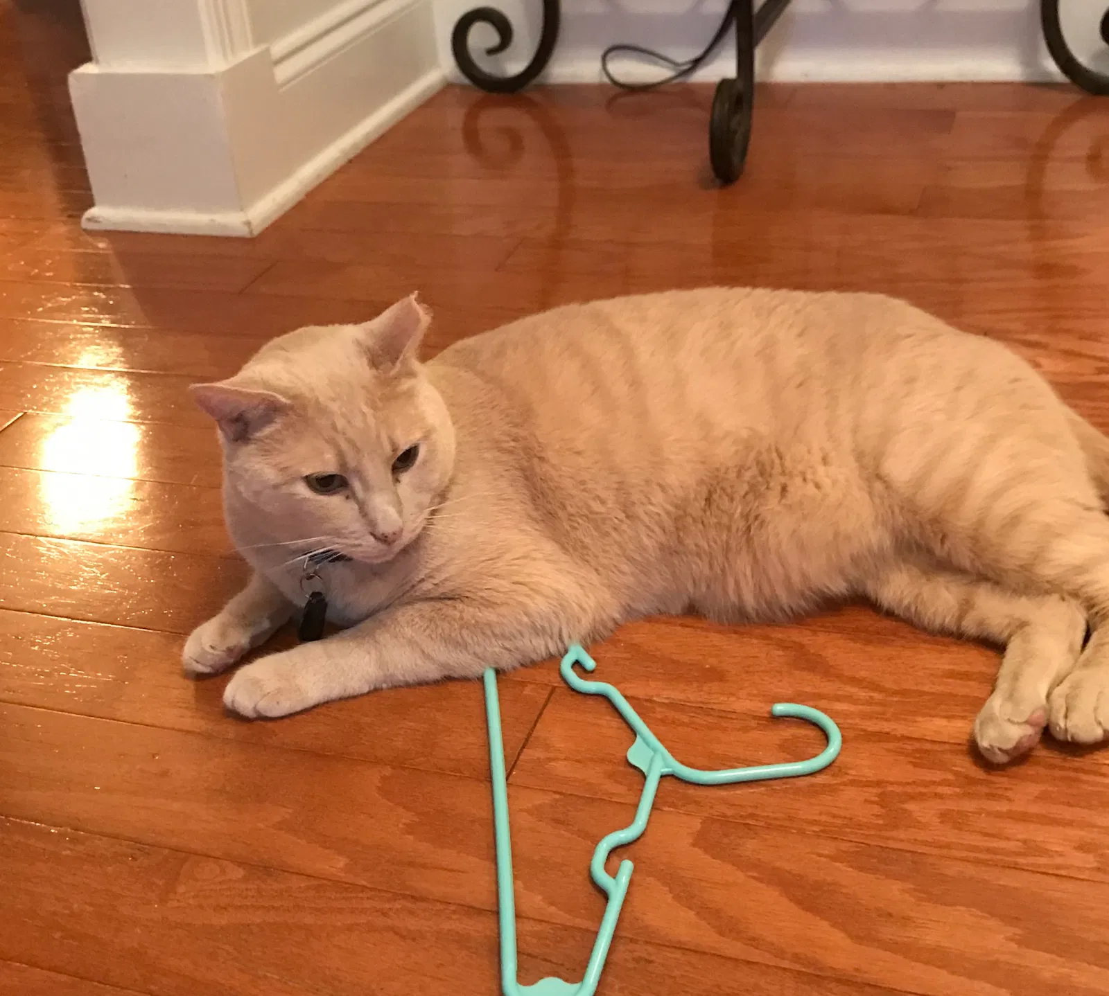Lost cat in Huntersville, NC, 28078