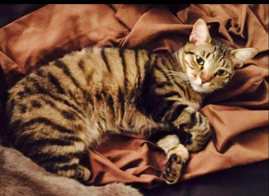 Lost cat in Redwood City, CA, 94065