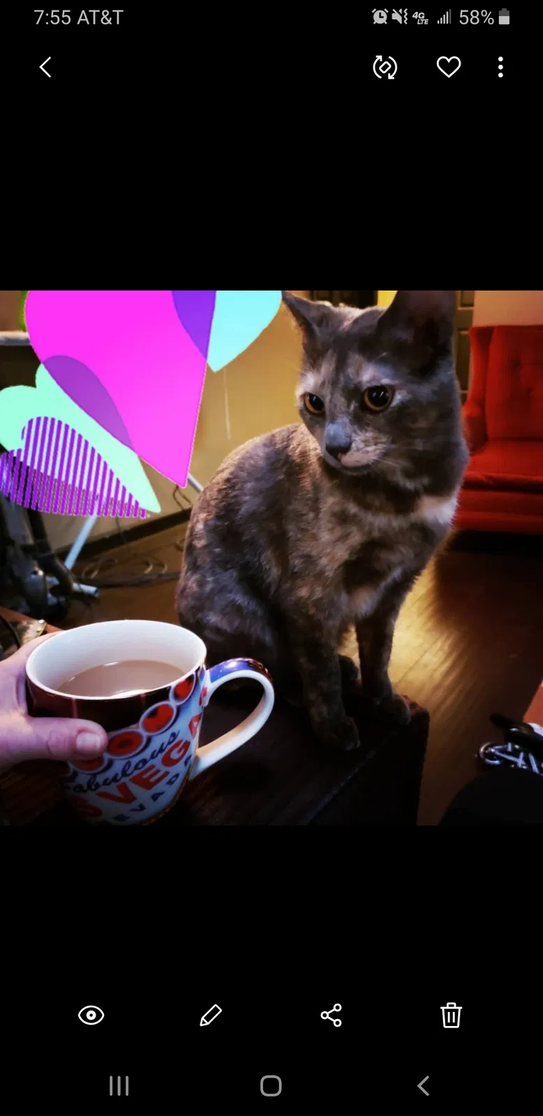 Lost cat in Visalia, CA, 93277