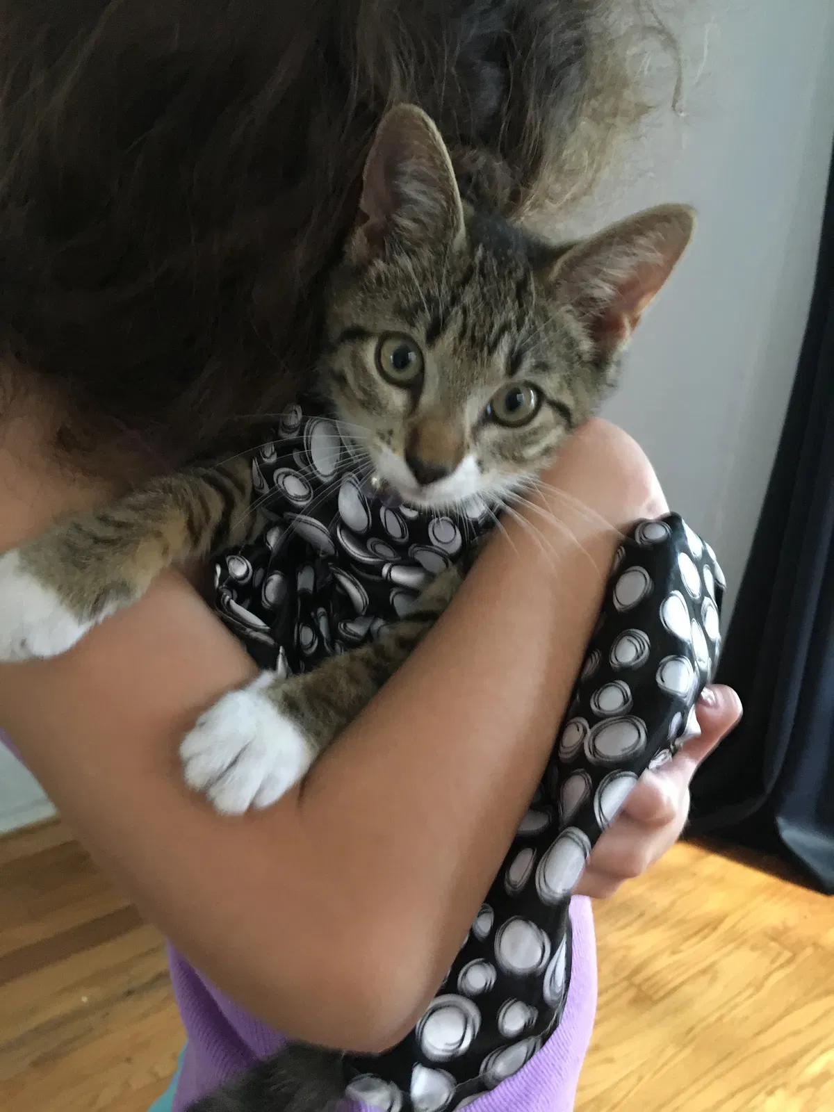 Lost cat in Miami, FL, 33134