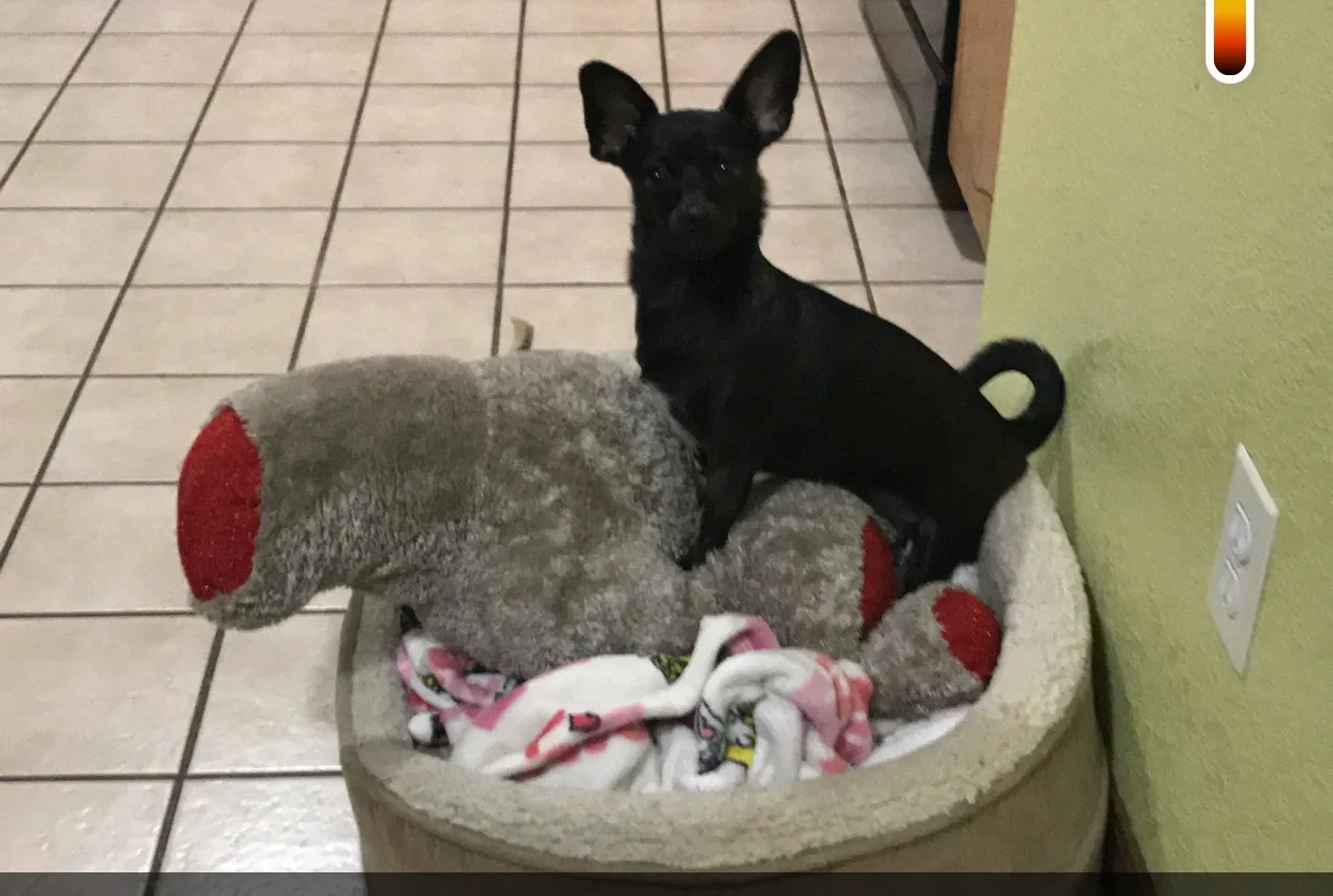 Lost dog in Evans, CO, 80620