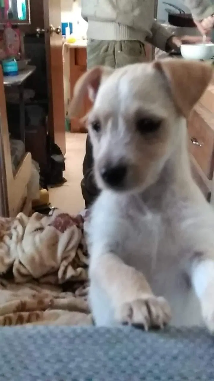 Lost dog in Glendale, AZ, 85301
