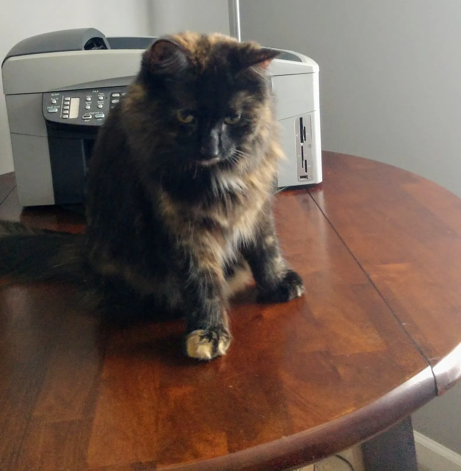 Lost cat in Knoxville, TN, 37920