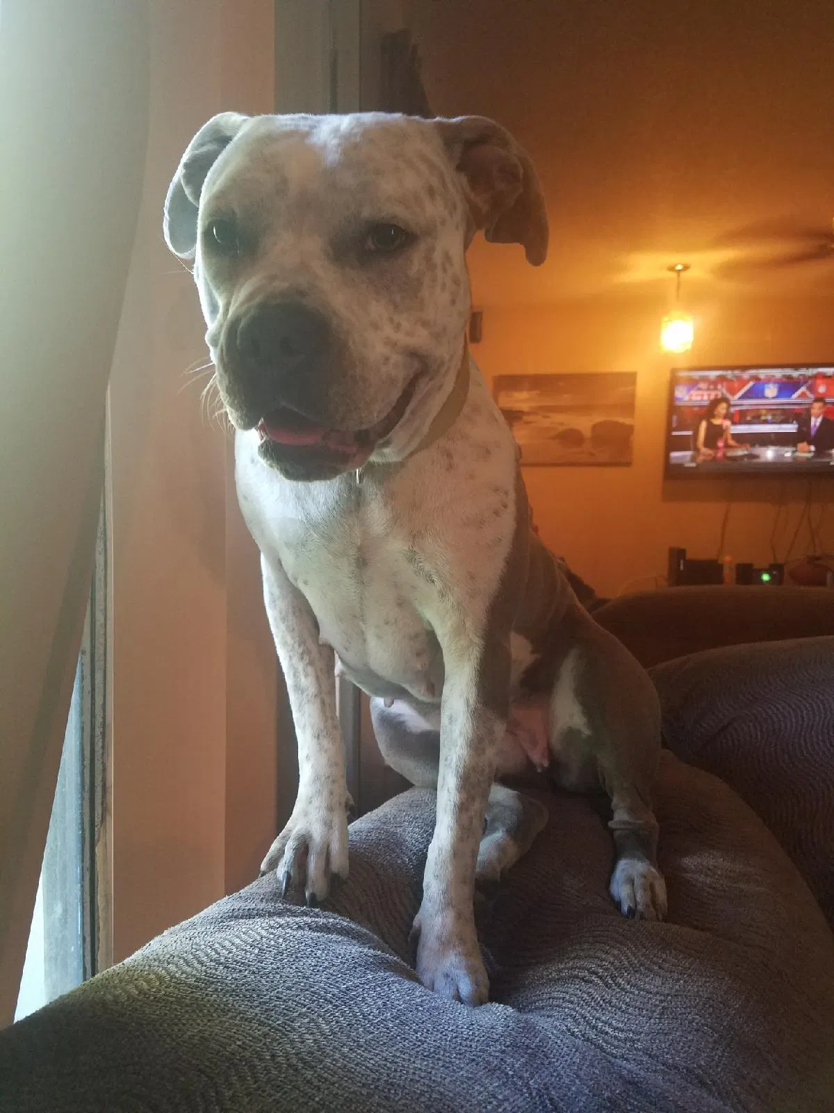 Lost dog in Ocala, FL, 34480