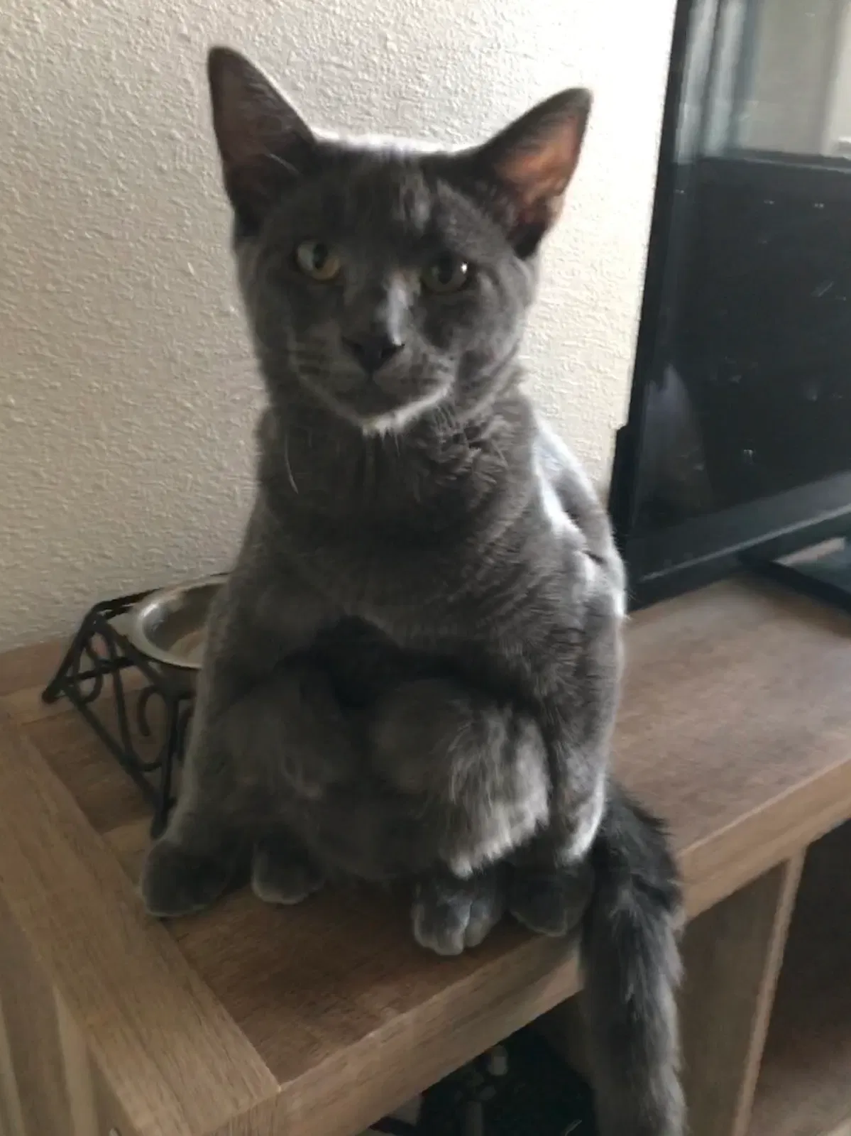 Lost cat in Tracy, CA, 95376