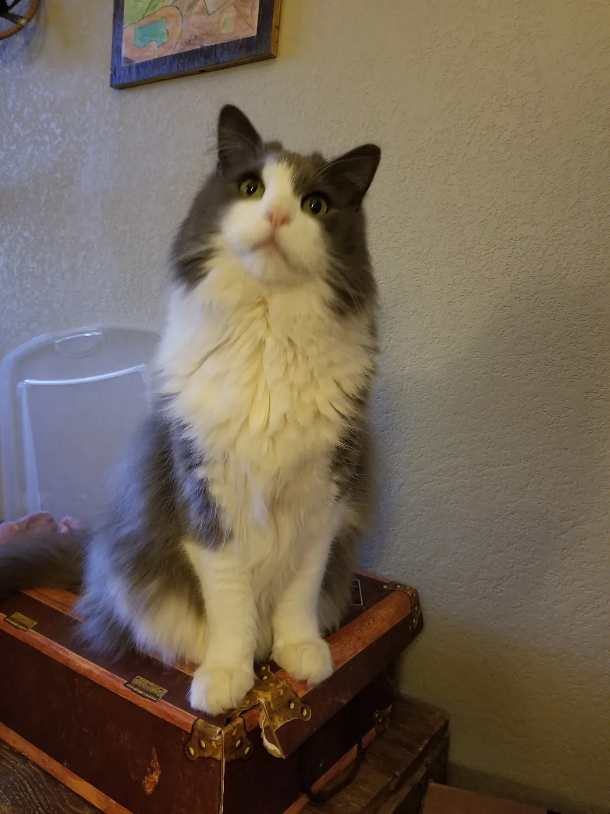 Lost cat in Colorado Springs, CO, 80905