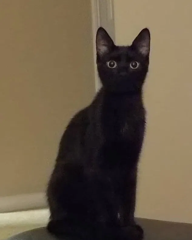 Lost cat in Pensacola, FL, 32514