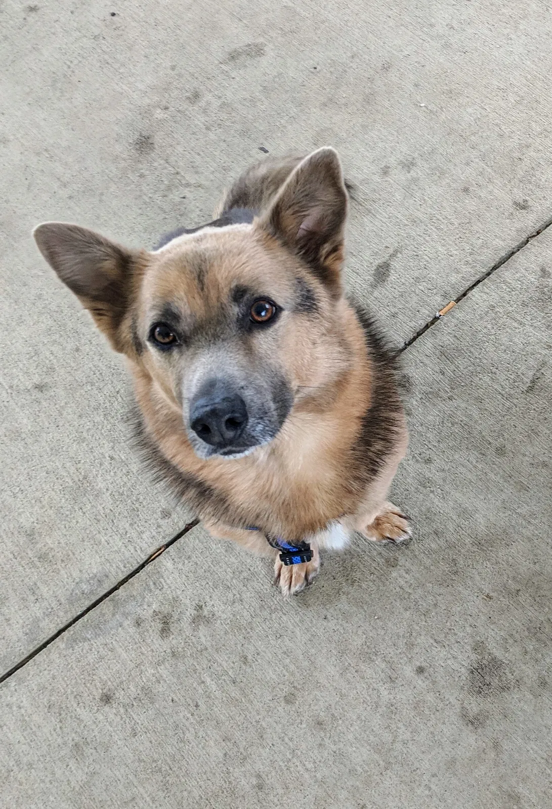 Lost dog in Lumberton, NC, 28358