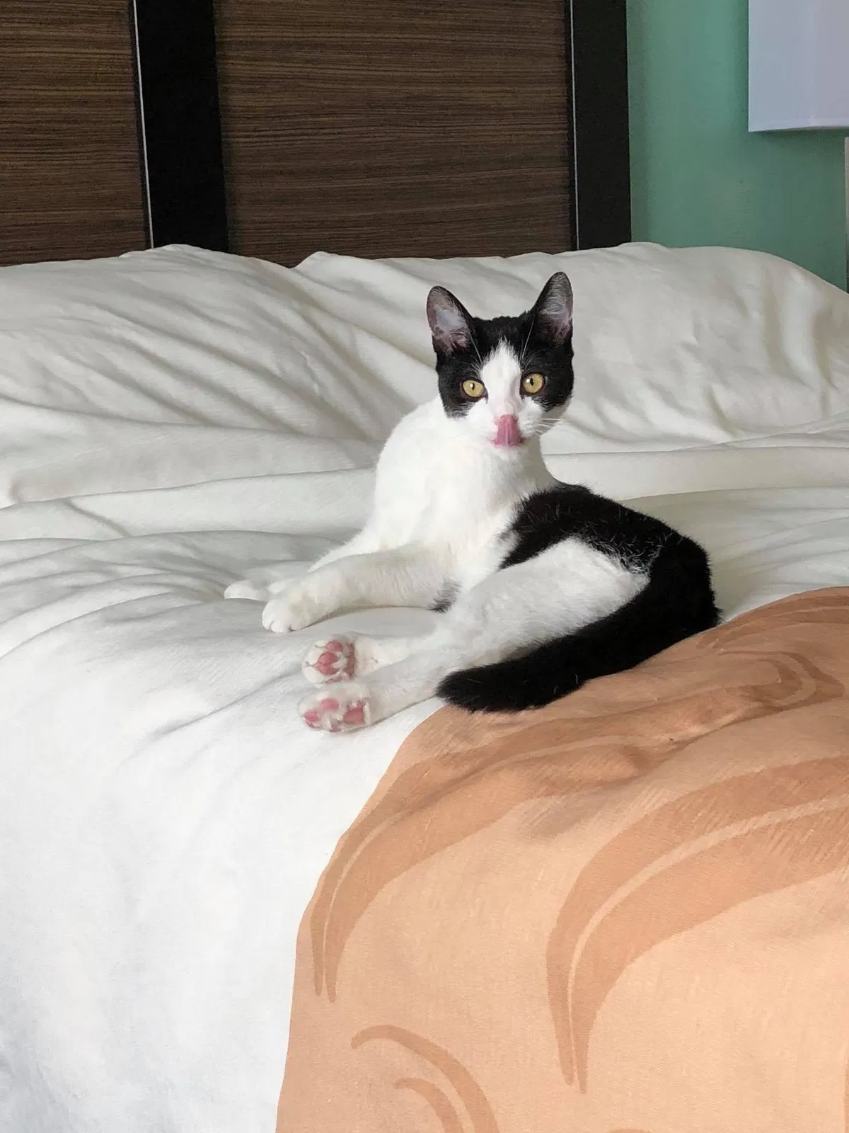 Lost cat in Allen, TX, 75013