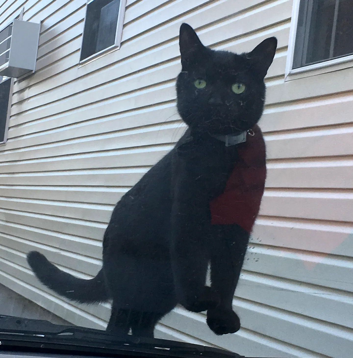 Lost cat in Kew Gardens, NY, 11415