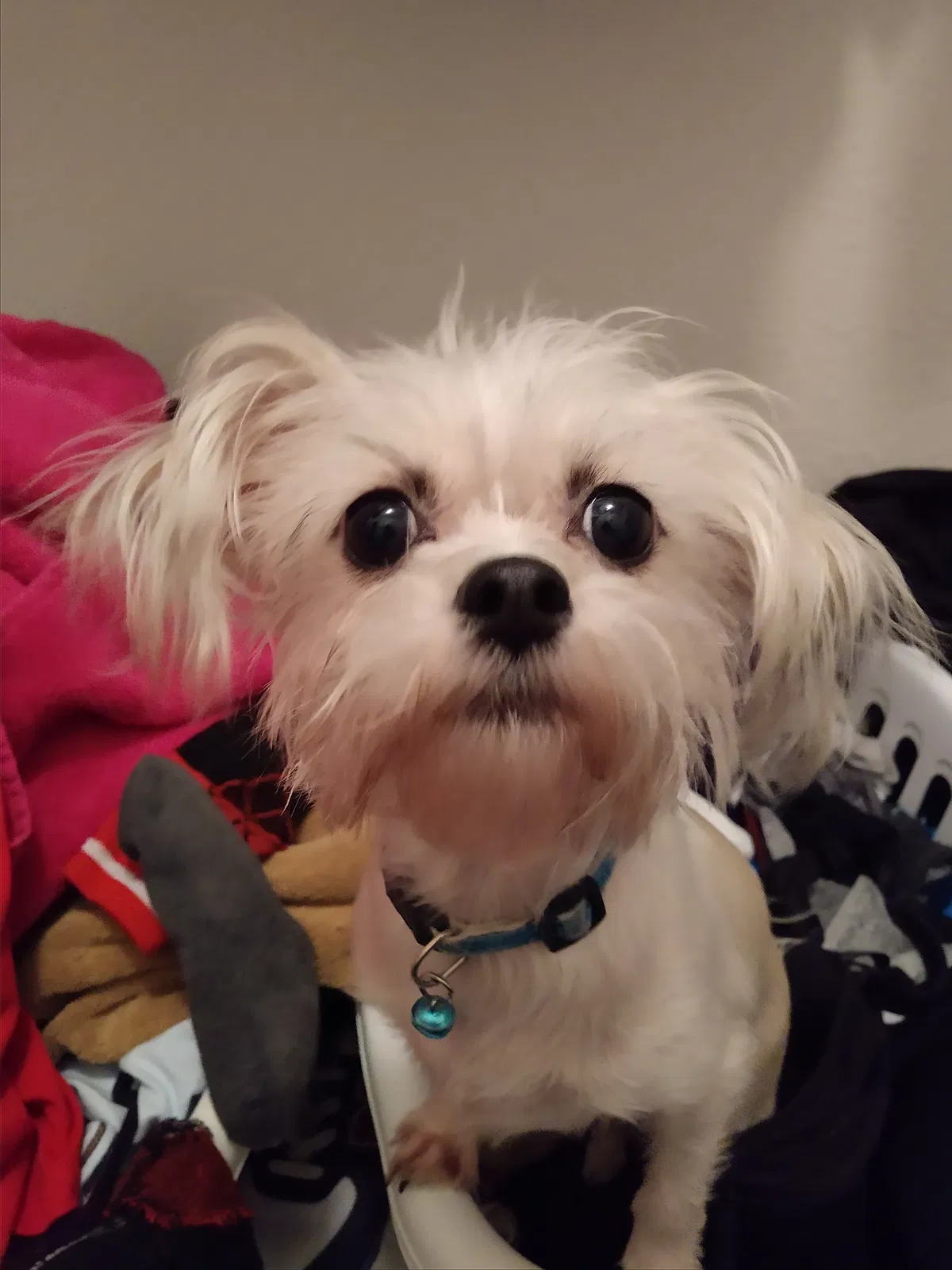 Lost dog in Mcallen, TX, 78501