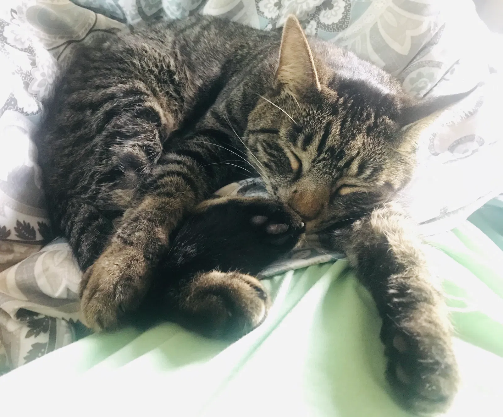 Lost cat in Port Orange, FL, 32127