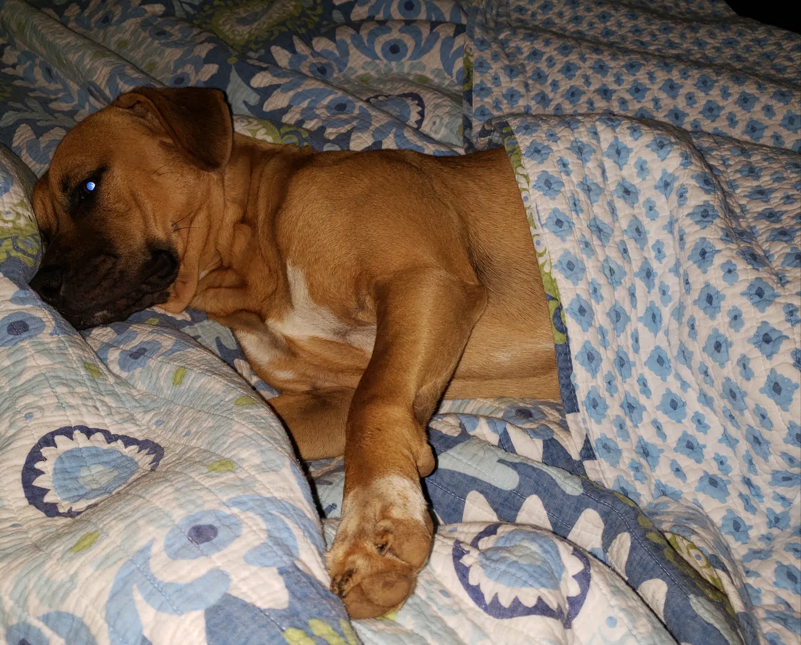 Lost dog in Pinnacle, NC, 27043