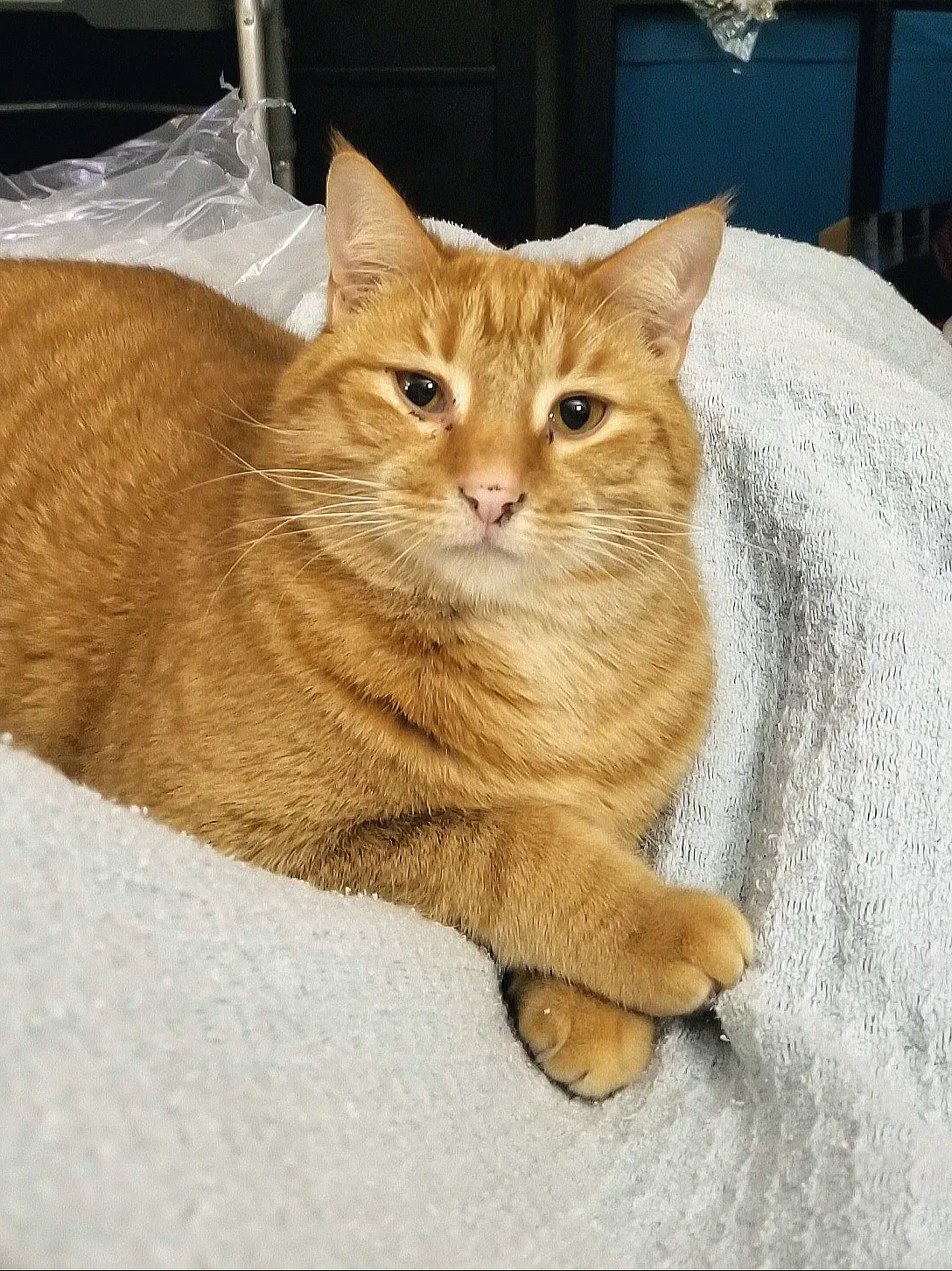 Lost cat in Toledo, OH, 43611