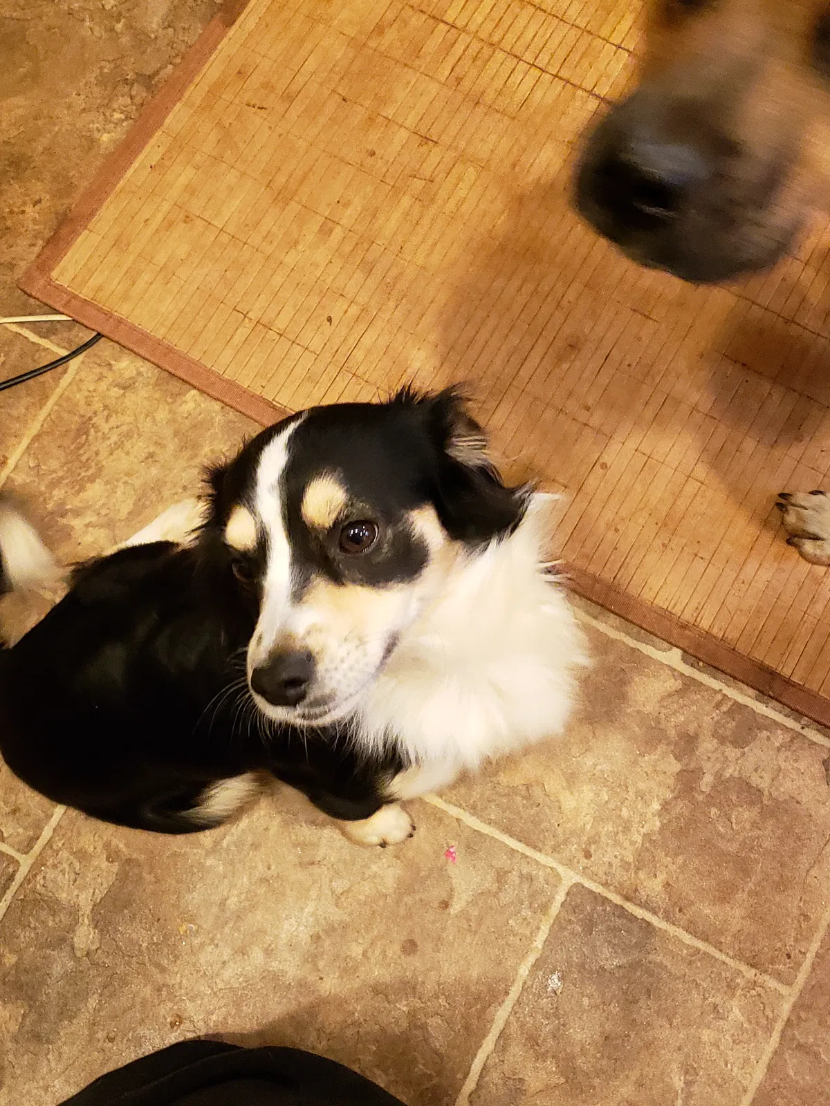 Lost dog in Pinnacle, NC, 27043