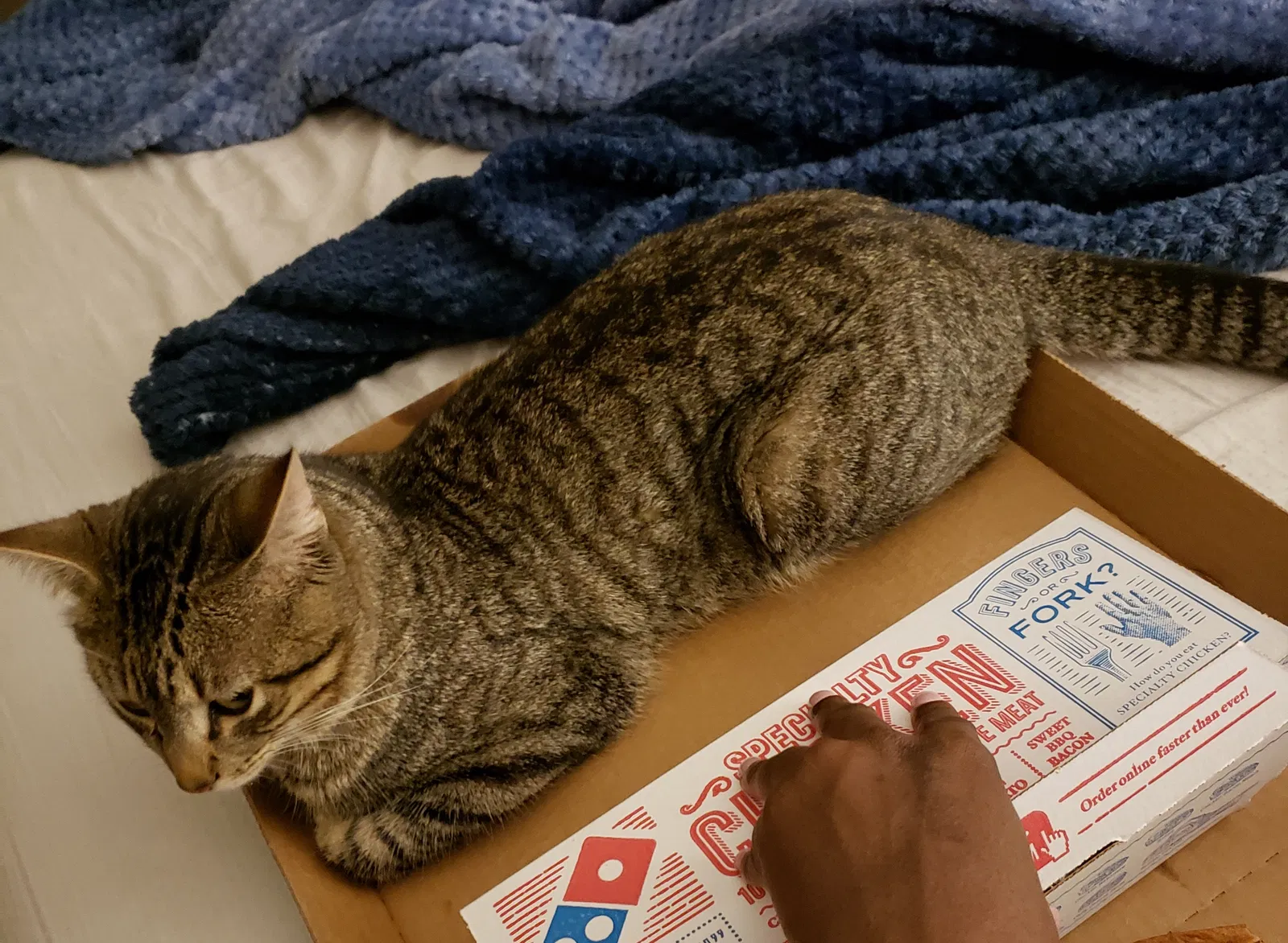 Lost cat in Killeen, TX, 76543