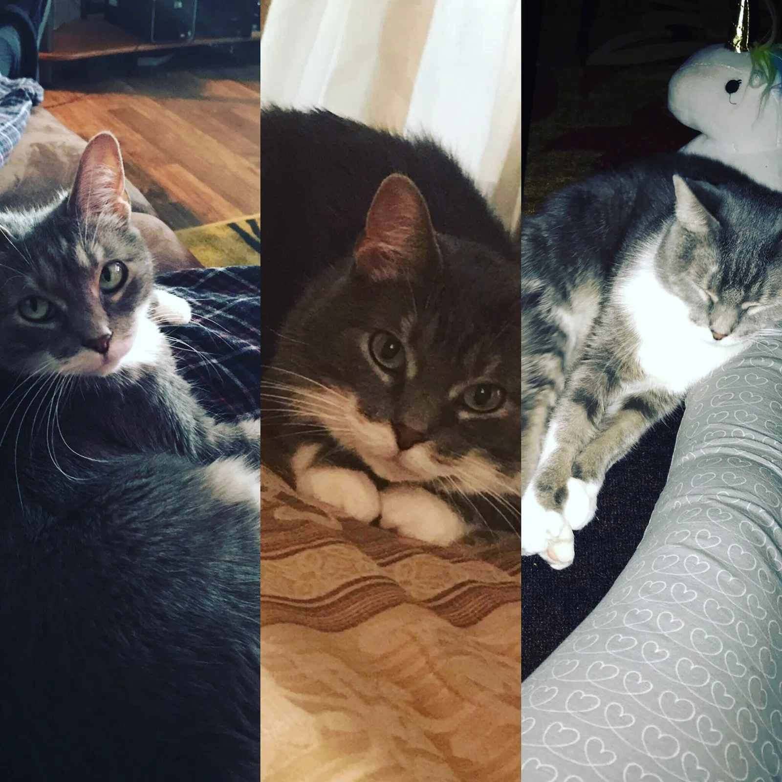 Lost cat in Saint Louis, MO, 63114
