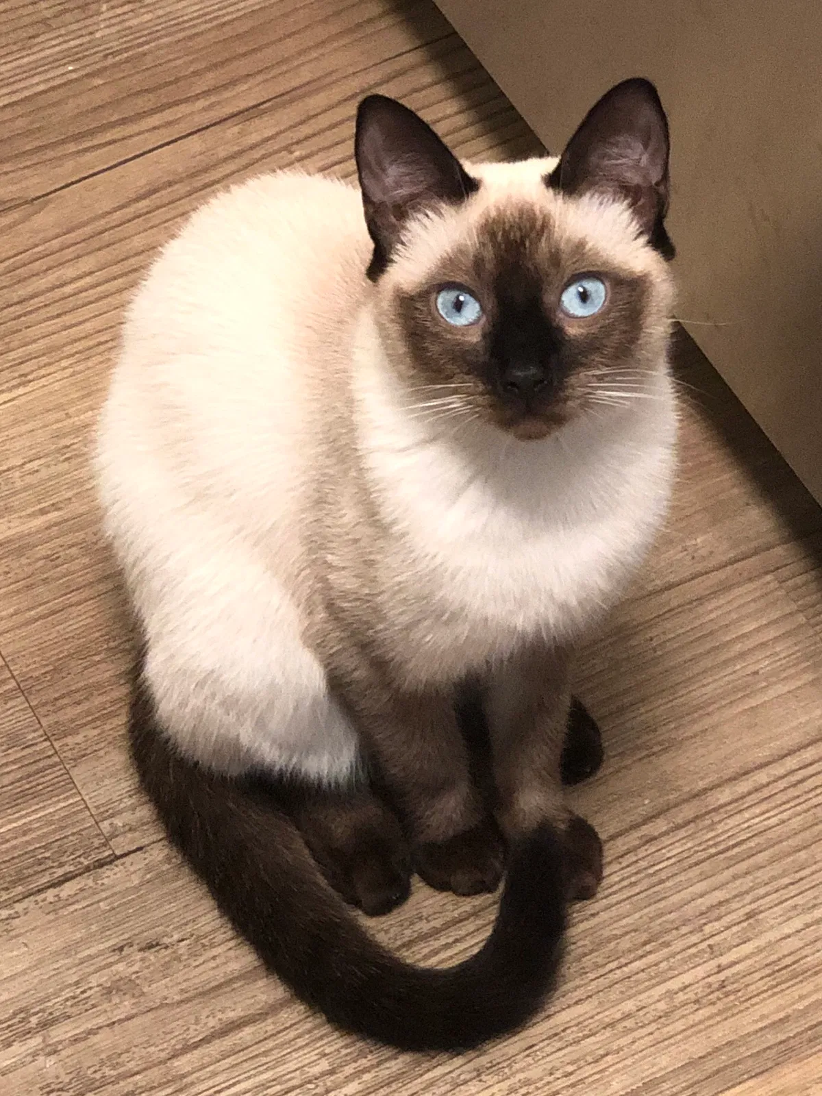Lost cat in Long Beach, CA, 90803