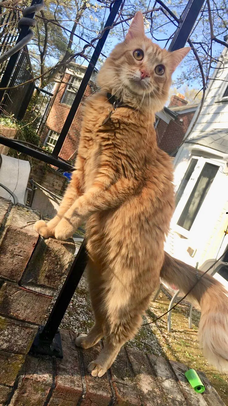 Lost cat in Blacksburg, VA, 24060