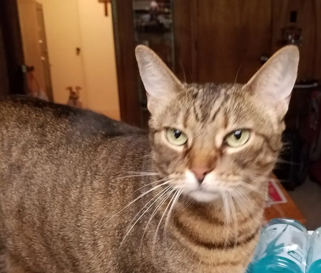 Lost cat in Austin, TX, 78750