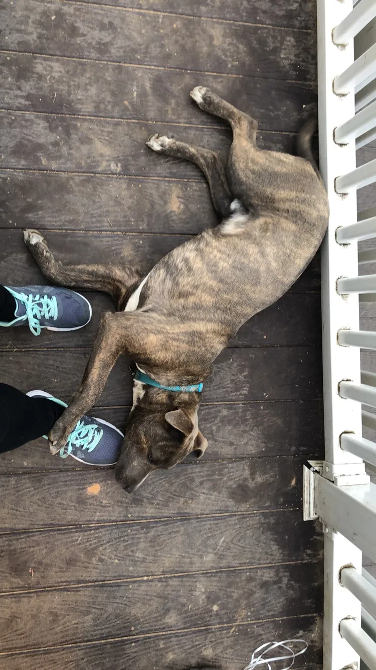 Lost dog in Sanford, NC, 27330