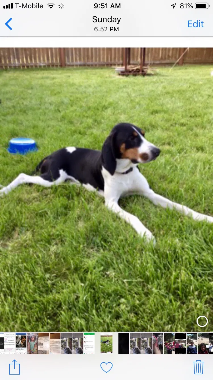 Lost dog in Durham, NC, 27703