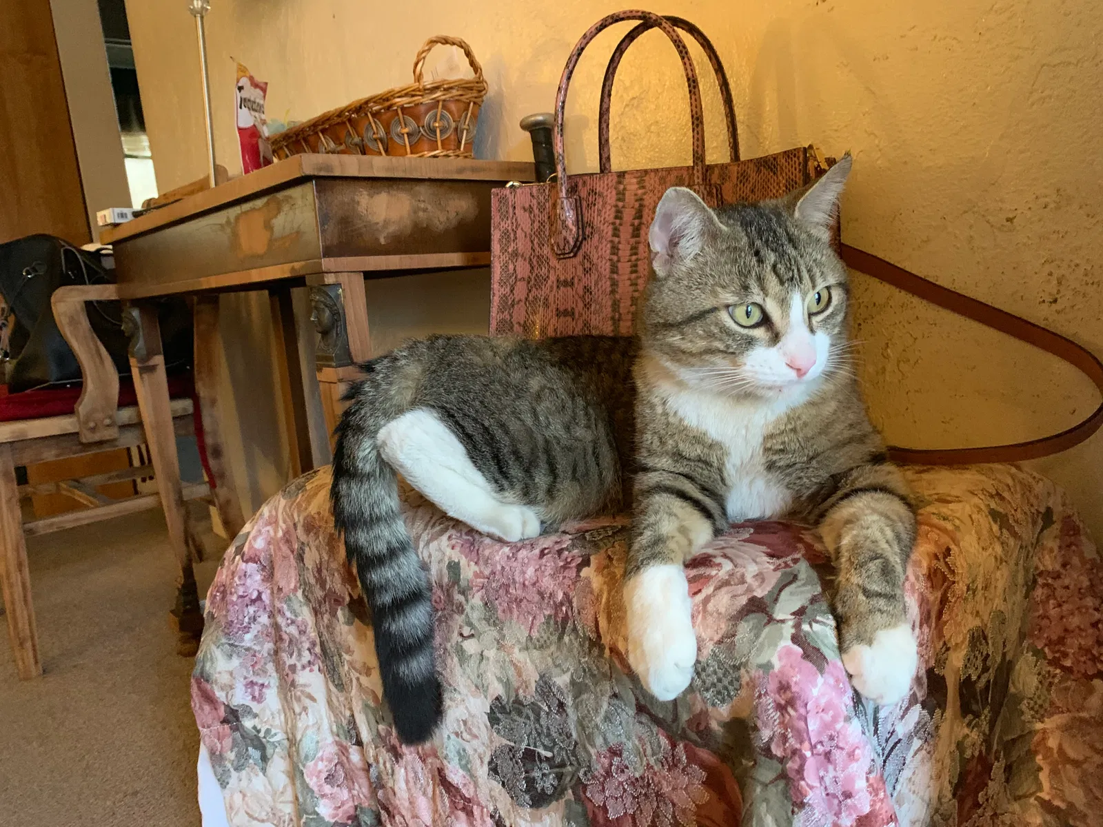 Lost cat in El Cajon, CA, 92020