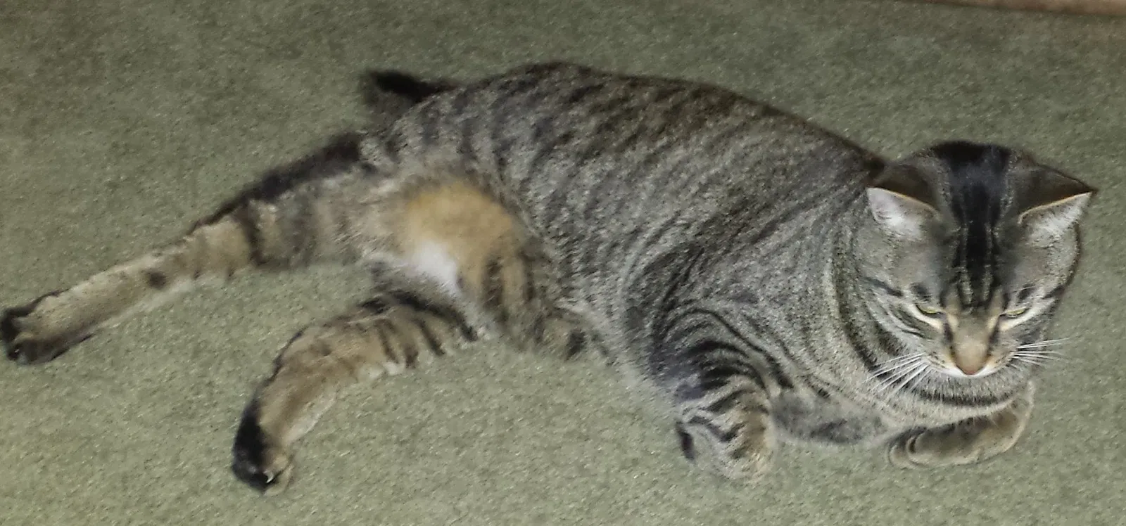 Lost cat in Winter Park, FL, 32792