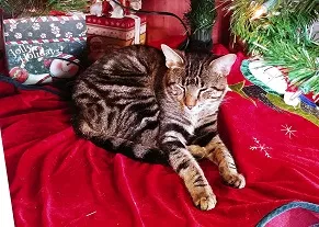 Lost cat in Pittsburgh, PA, 15207