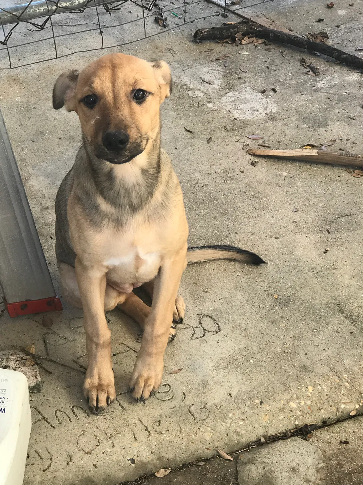 Lost dog in Abbeville, LA, 70510