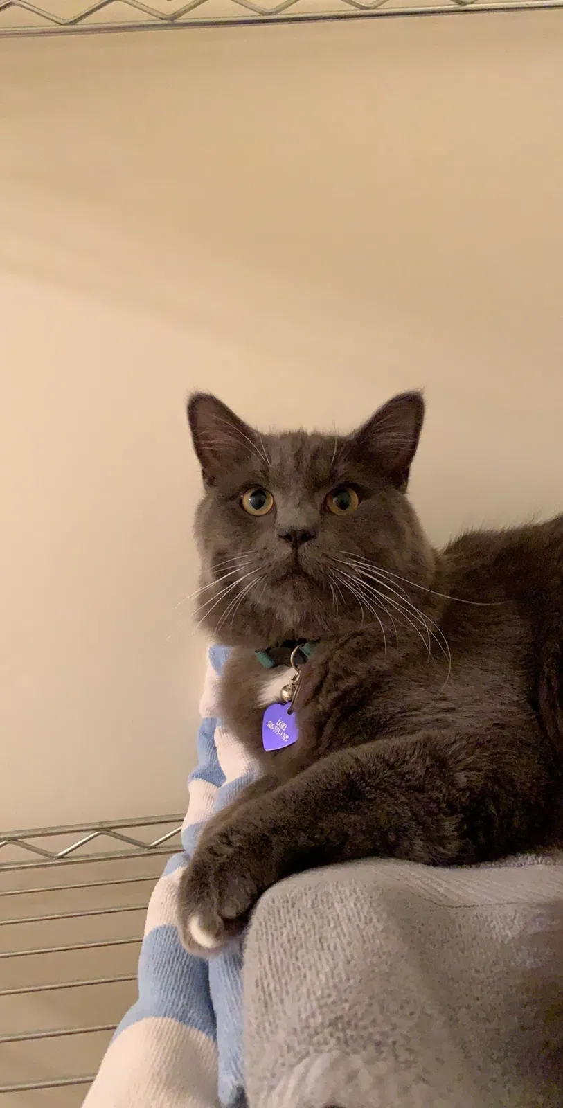 Lost cat in Saginaw, MI, 48604
