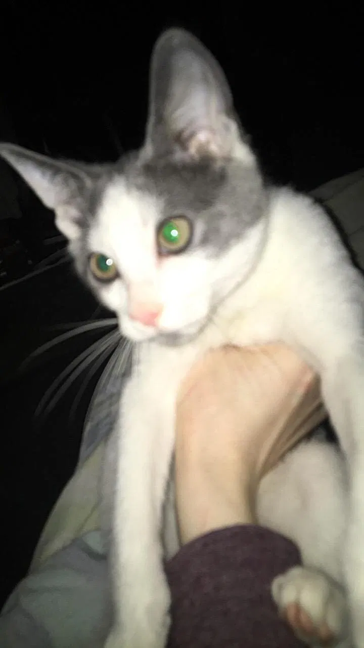 Lost cat in Portland, OR, 97222