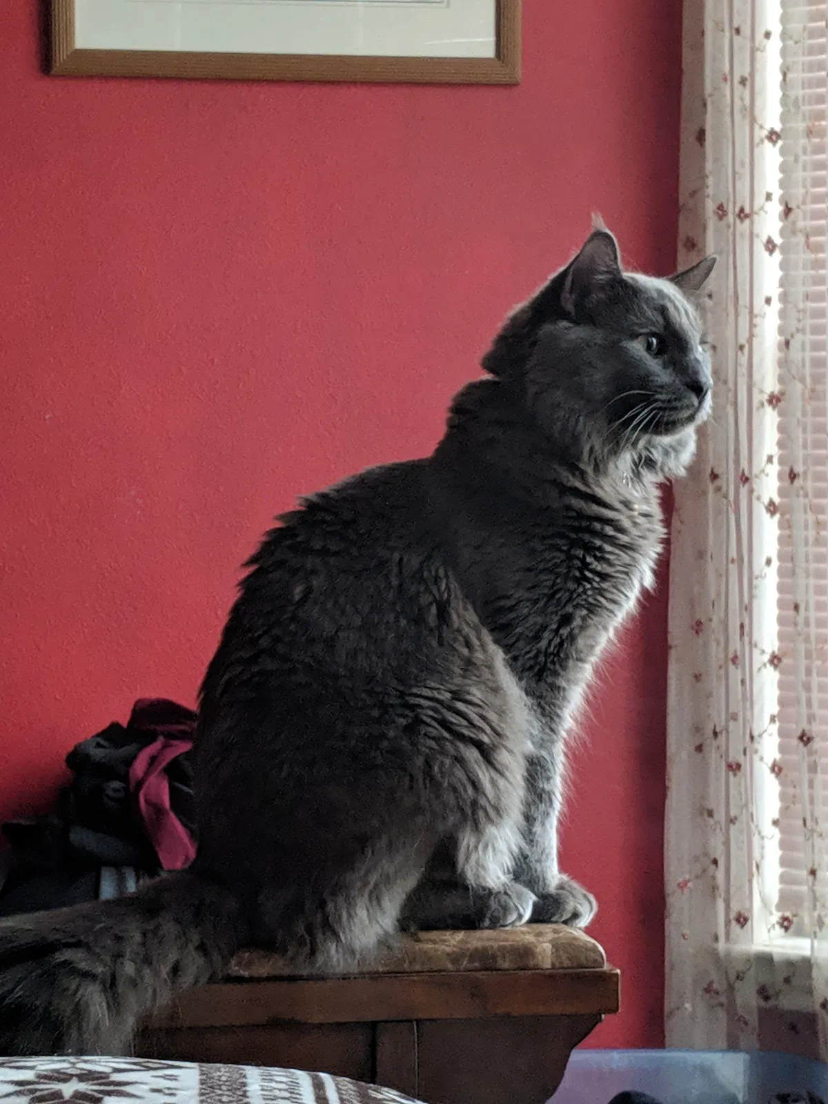 Lost cat in Round Rock, TX, 78664