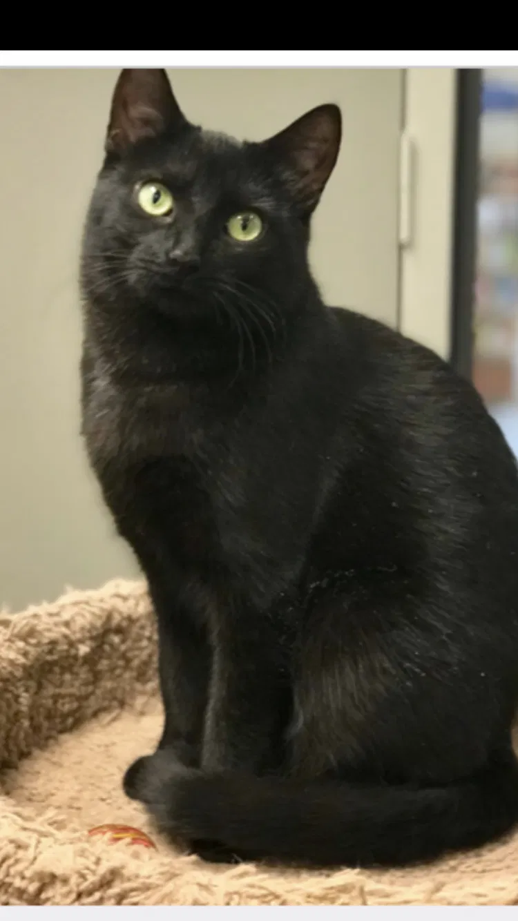 Lost cat in Huntingdon Valley, PA, 19006